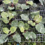 Philodendron White knight marble