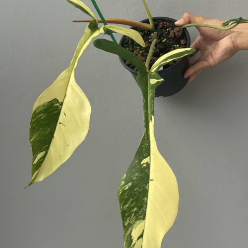 Philodendron Joepii Variegated 5" pot
