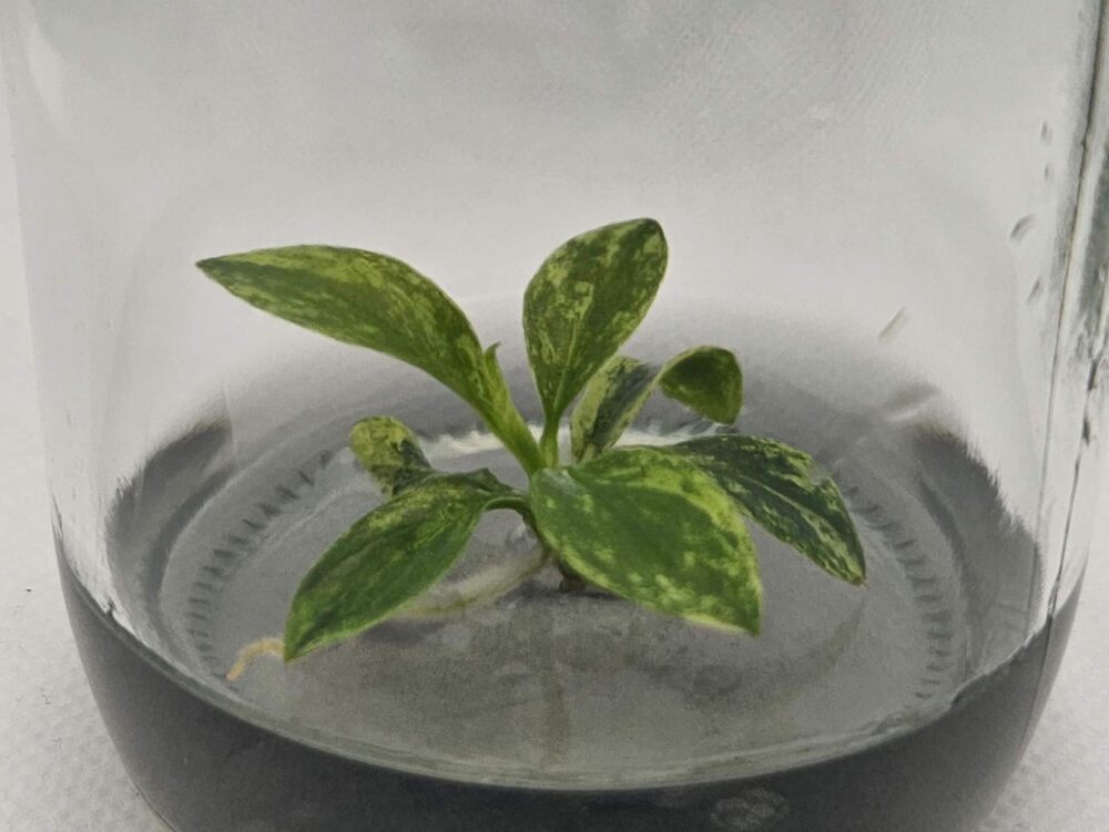 Philodendron joepii variegated Tissue Culture