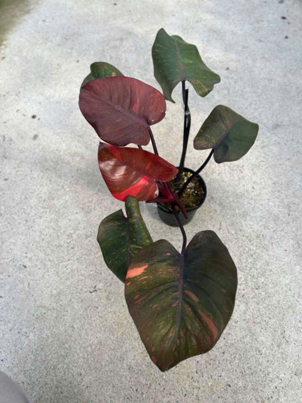 Philodendron Orange Princess Variegated 6" - Image 5
