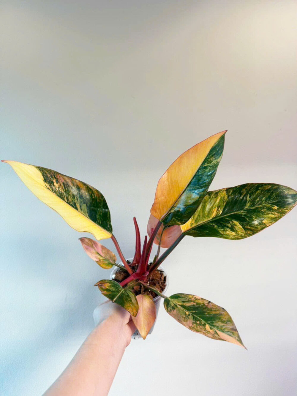 Philodendron Orange Princess Variegated 6" - Image 6