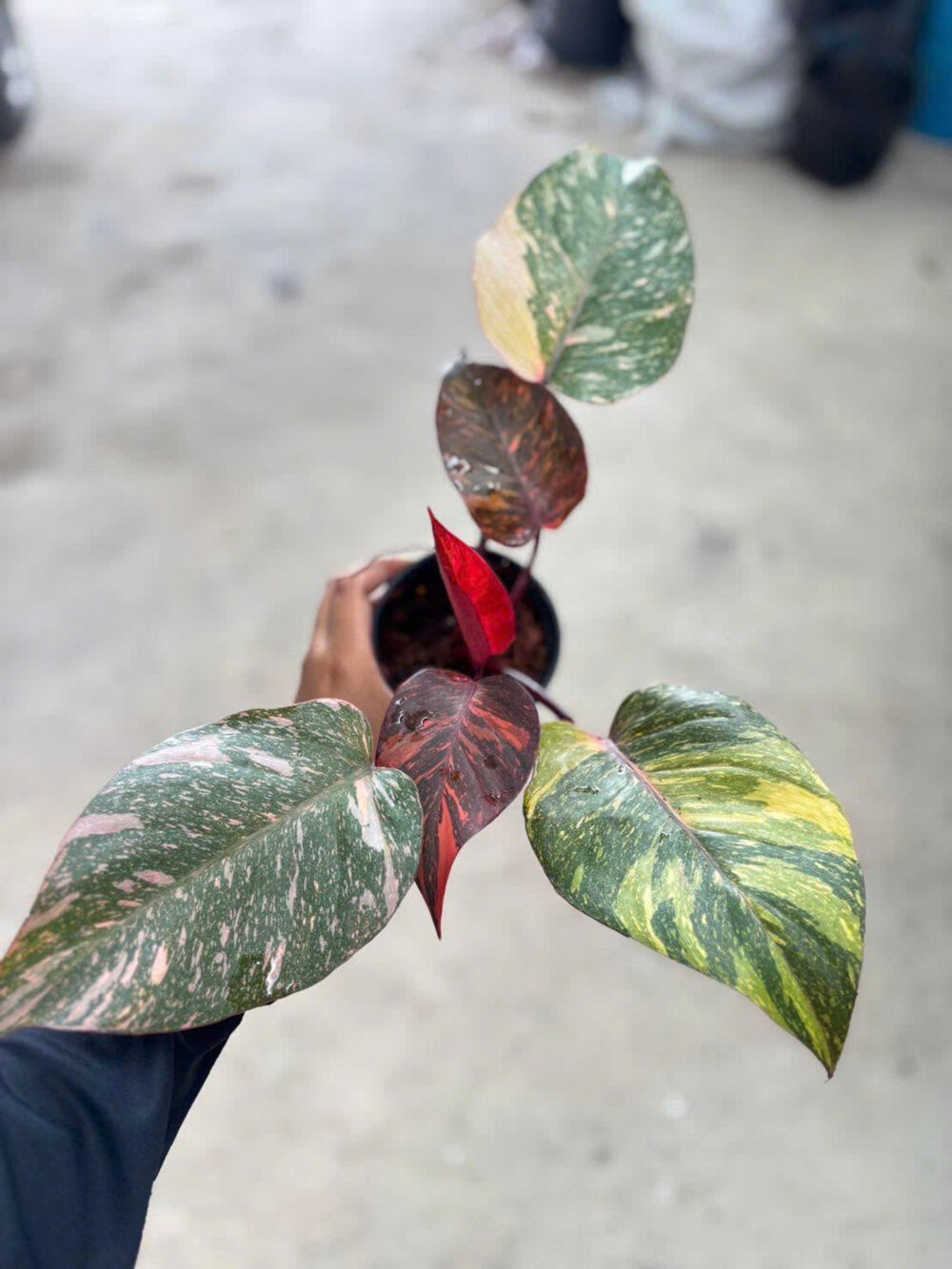Philodendron Orange Princess Variegated 6" - Image 7