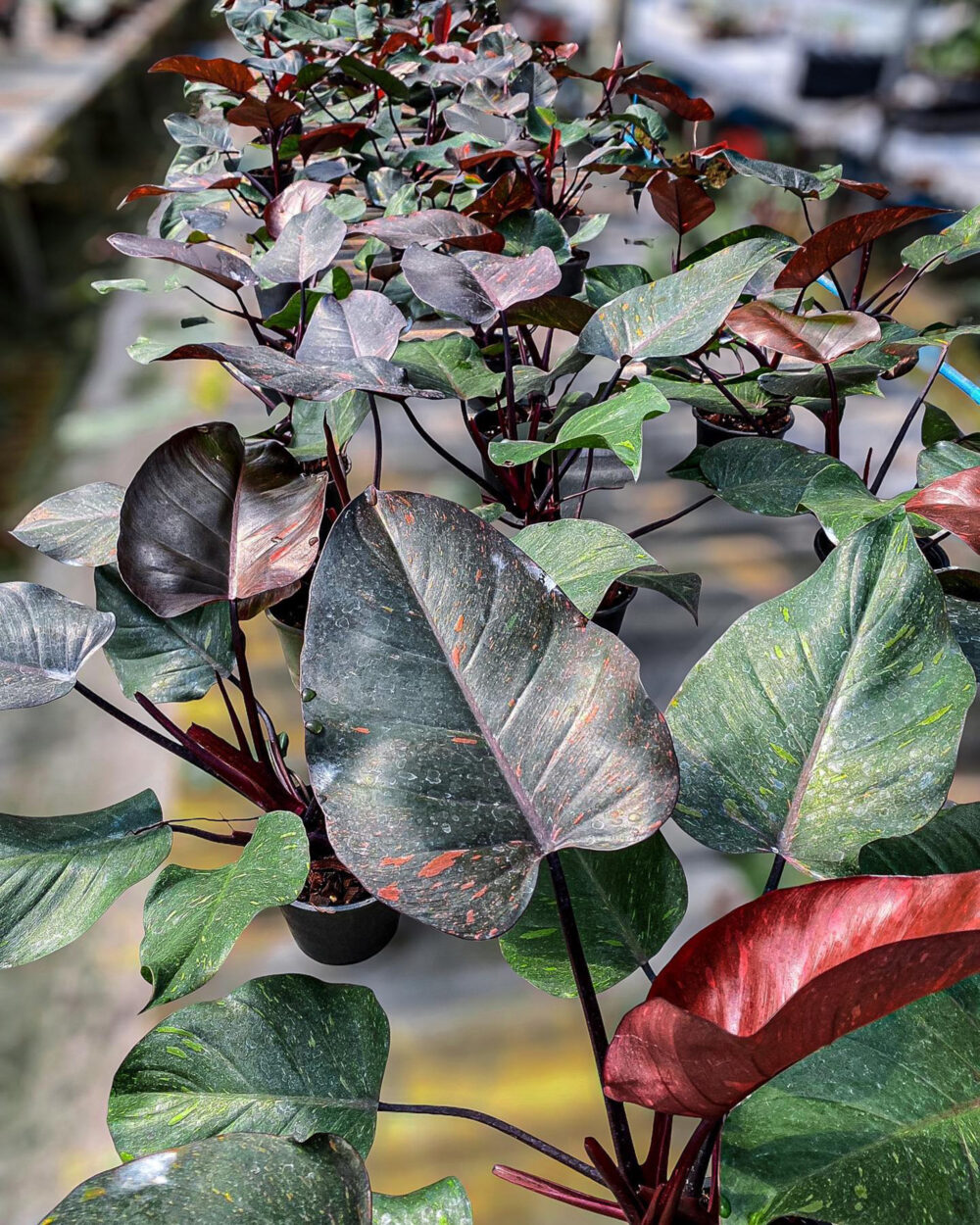 Philodendron orange Princess variegated