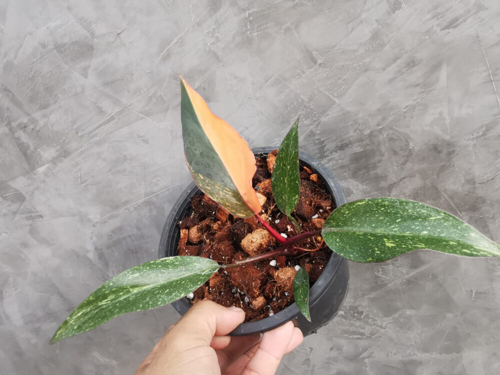 Philodendron orange Princess variegated