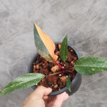 Philodendron orange Princess variegated