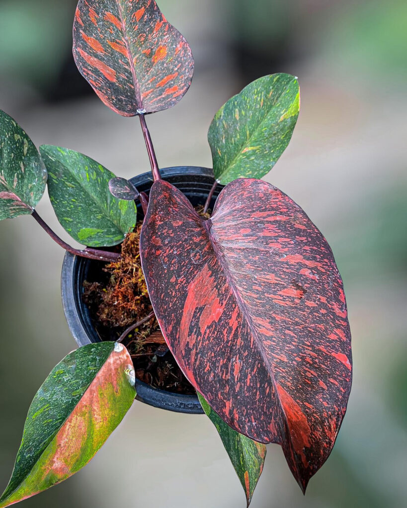 Philodendron orange Princess variegated