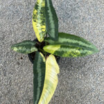 Schismatoglottis wallichii Variegated