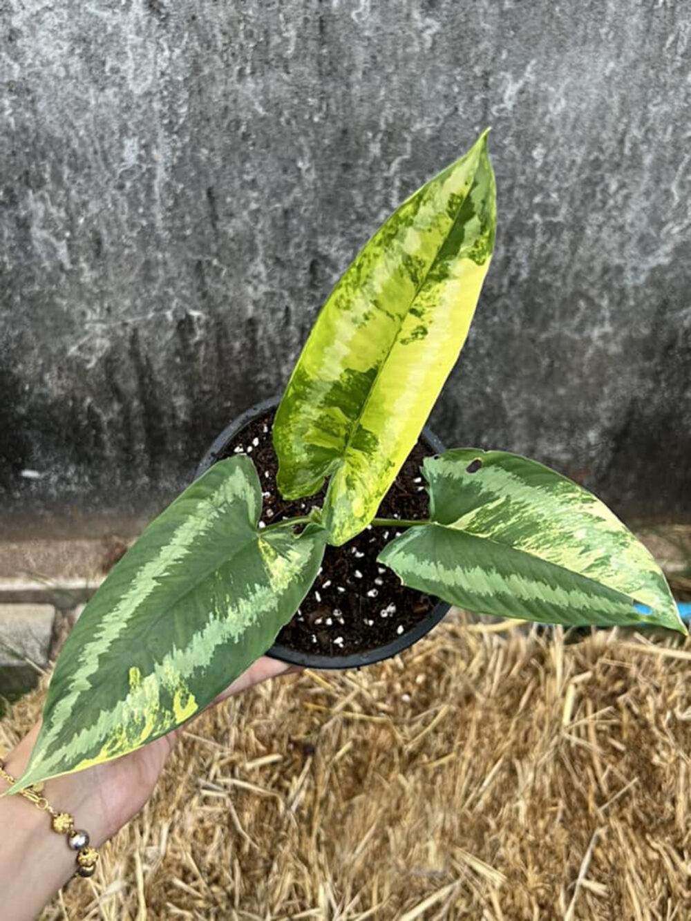 Schismatoglottis wallichii Variegated