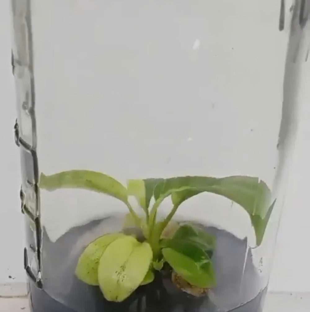 [New Arrival] Tissue Culture - Philodendron Nangaritense variegated - Image 7