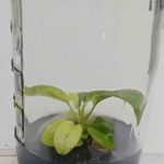 Philodendron Nangaritense variegated