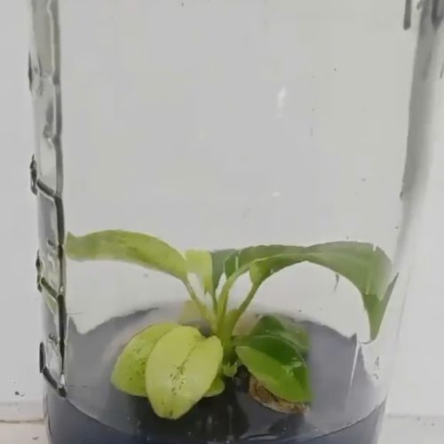 Philodendron Nangaritense variegated