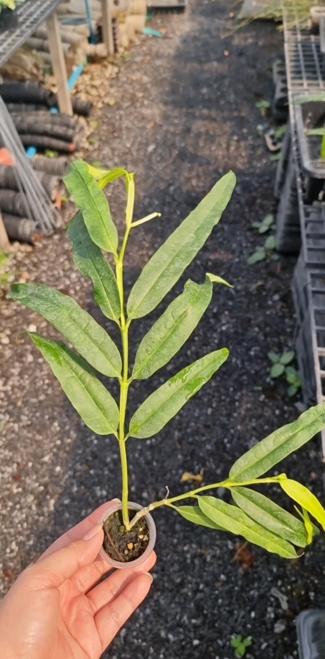 Rare Hoya Platycaulis for Sale | 1