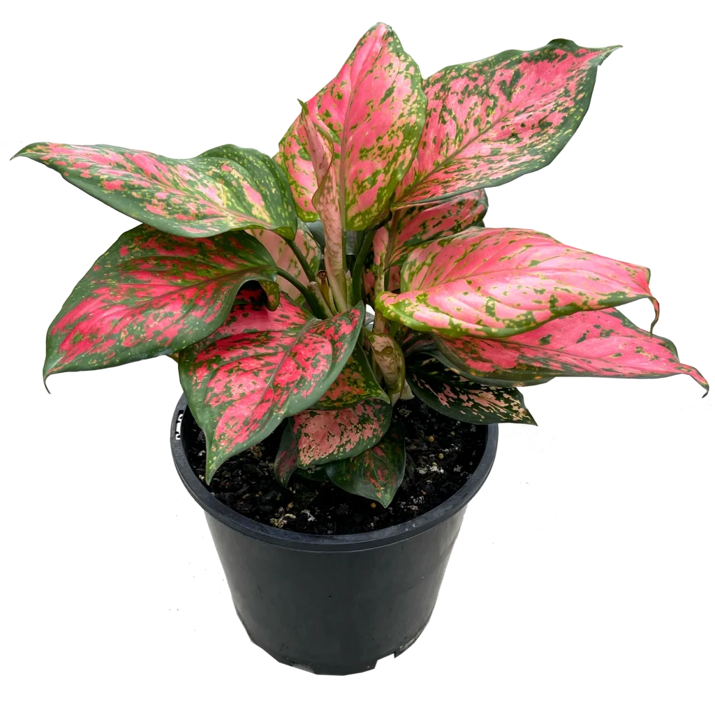 Aglaonema Lady Valentine