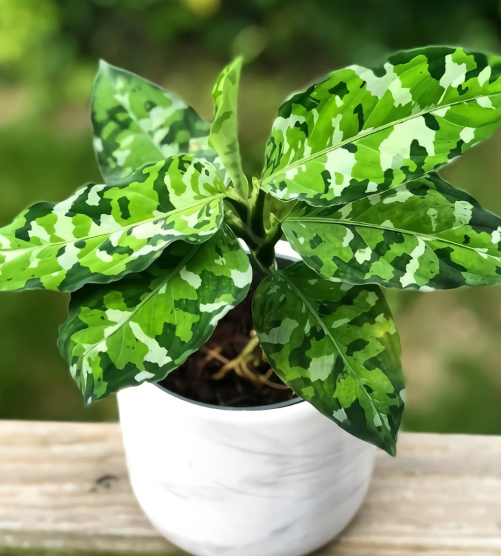 Aglaonema pictum tricolor