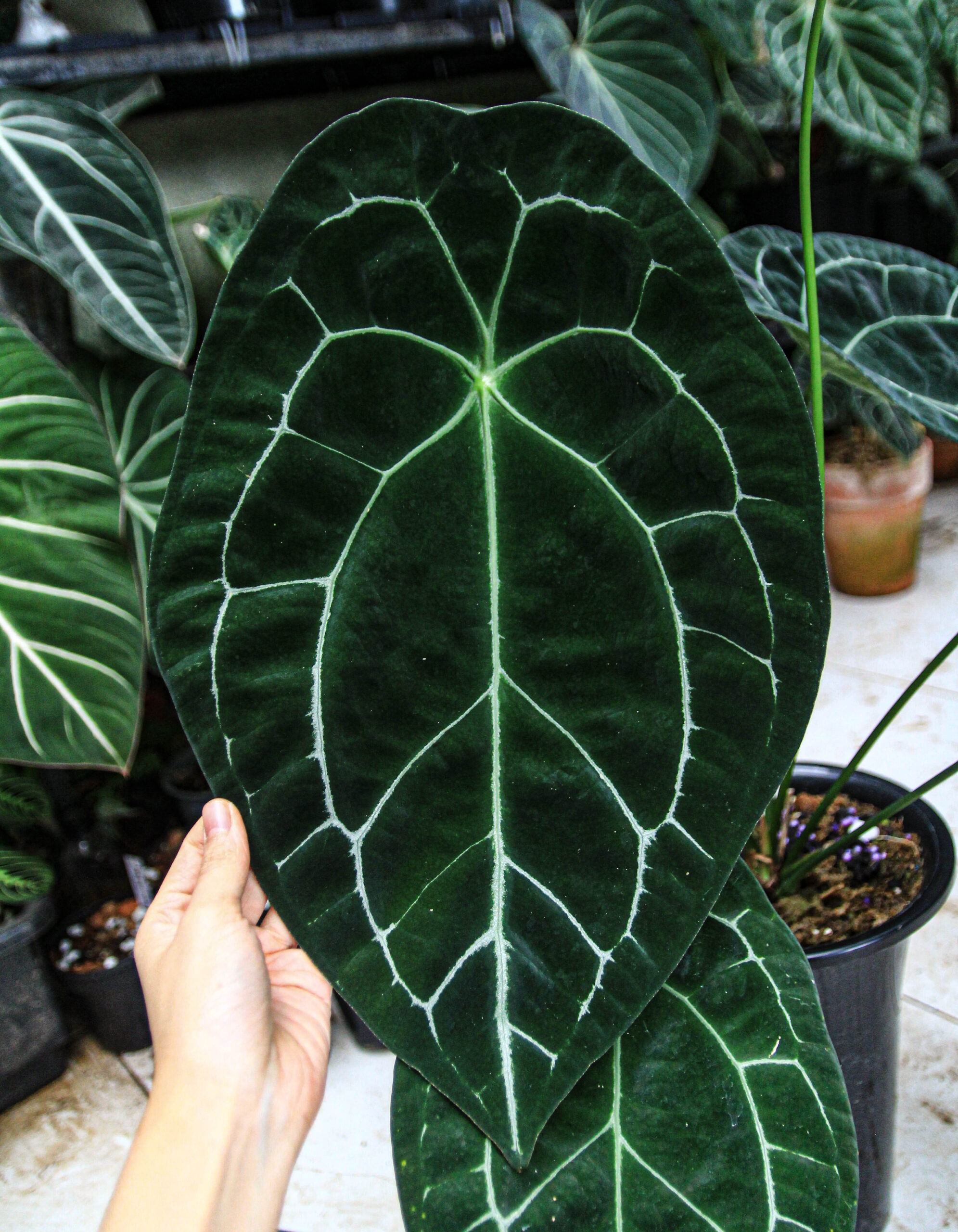 Anthurium forgetii