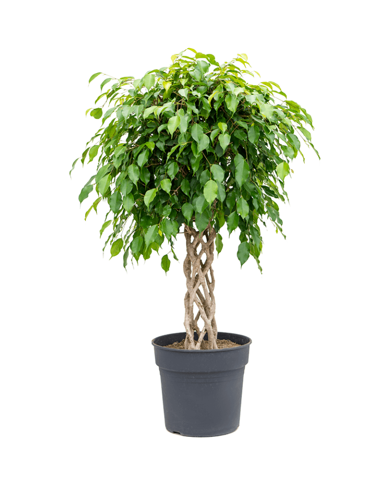 Indoor Trees for Sale Where to Buy, Types with Big Leaves, and More