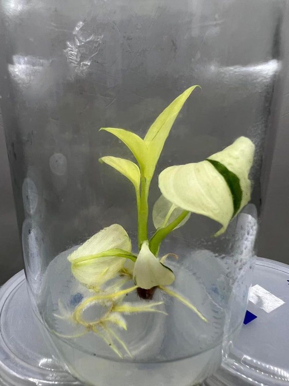 Homalomena Sulcata Cream Frost Tissue Culture