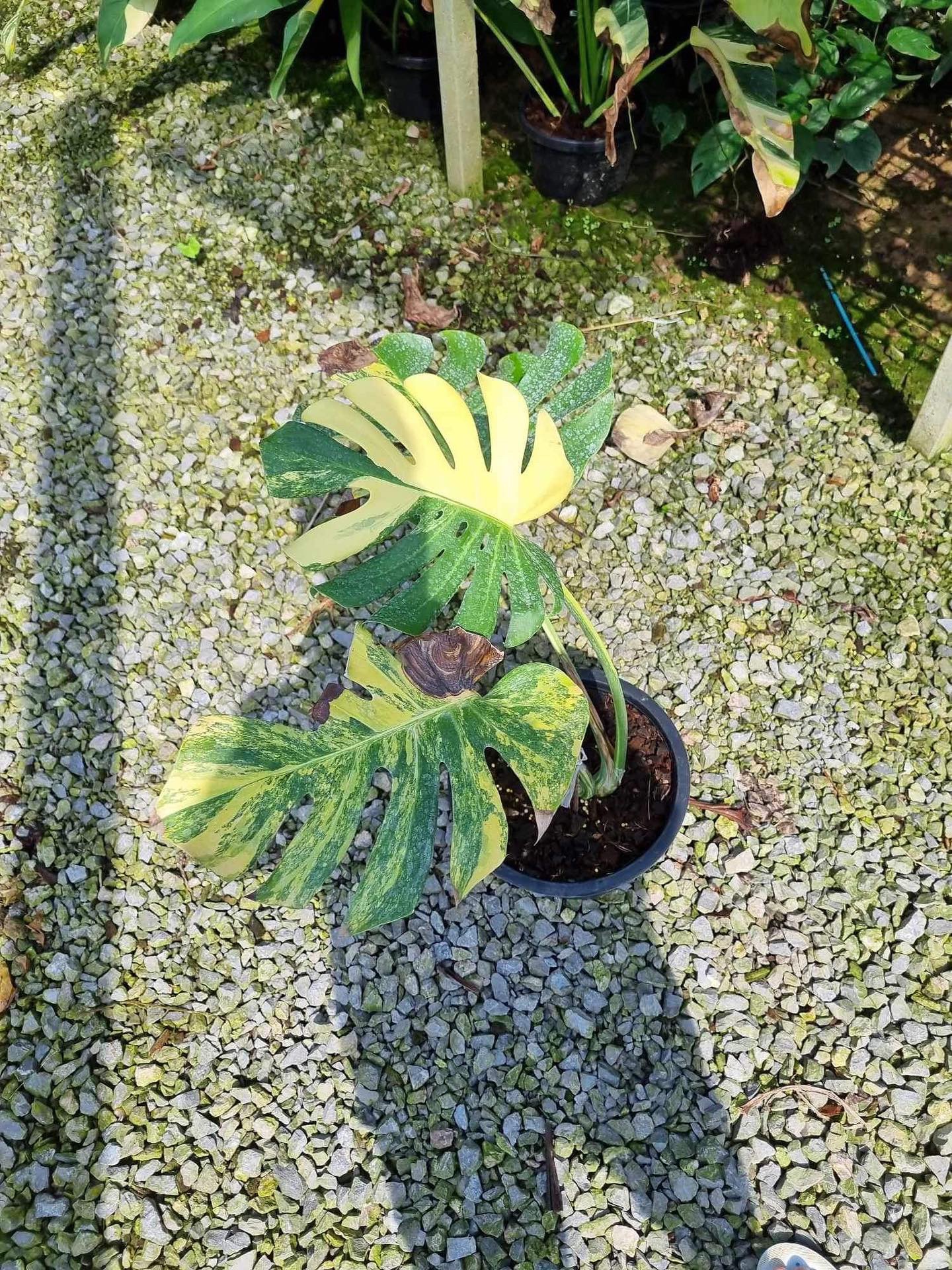 Monstera Deliciosa Yellow Marilyn For Sale - New Price 2023 - Shop 