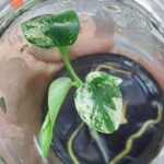 monstera mint variegated