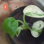 monstera mint variegated