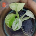 monstera mint variegated