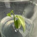 monstera mint variegated