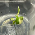 monstera mint variegated