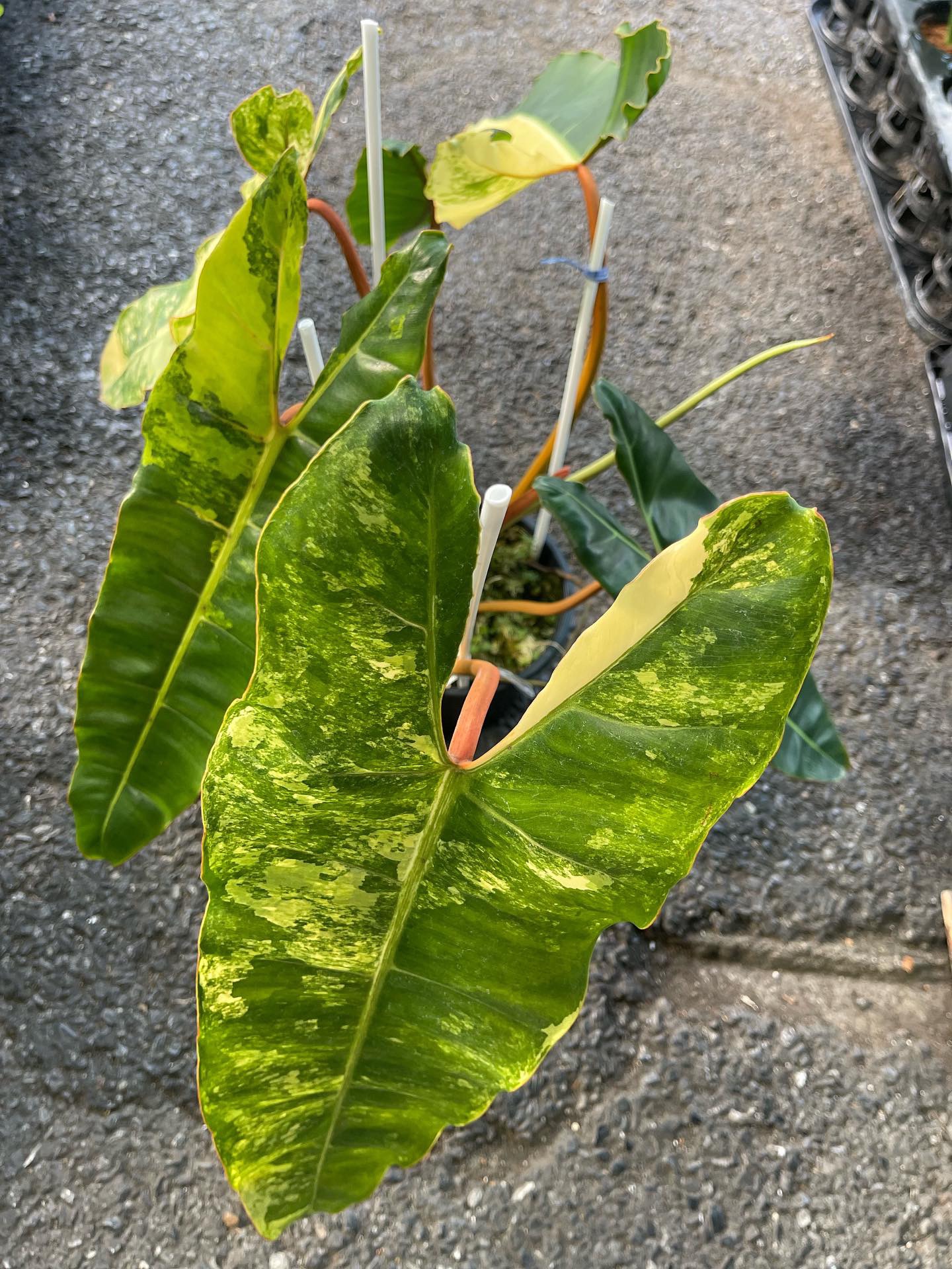 Philodendron Billietiae Variegated