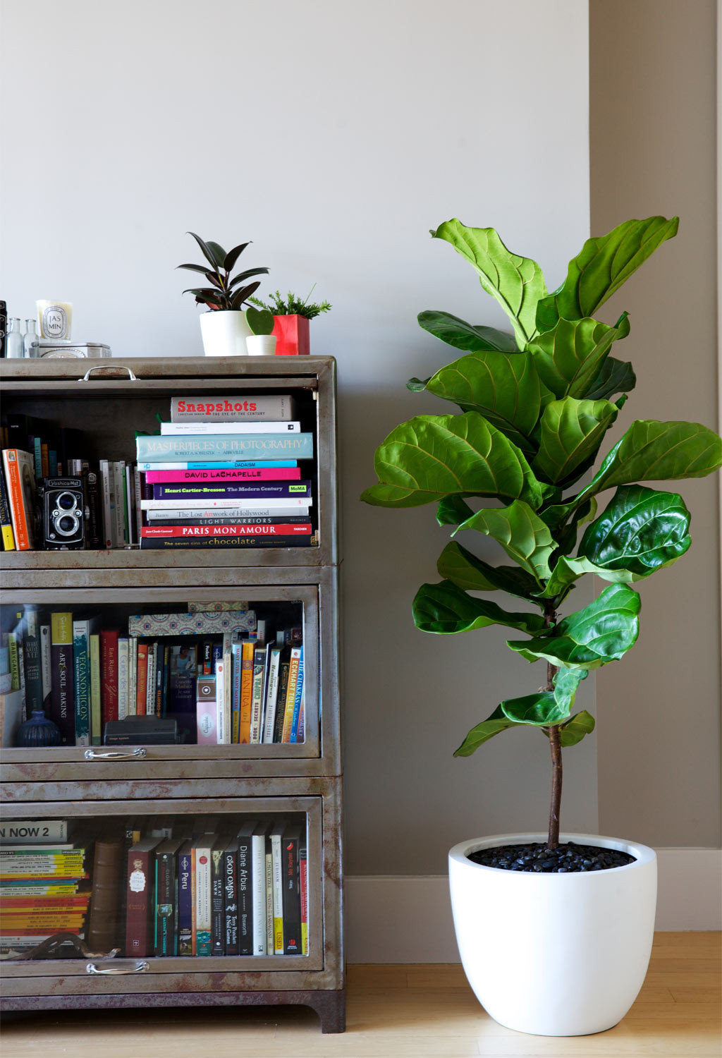 Best Indoor Trees for Low Light Adding Greenery to Your Home
