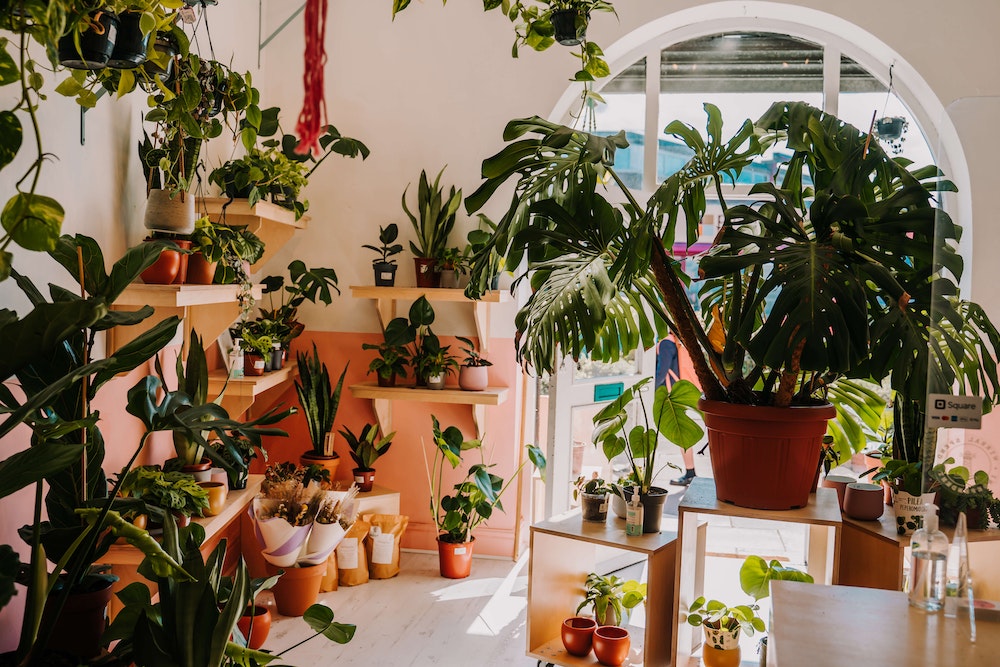 the house plant company