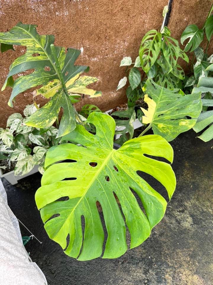 Monstera Deliciosa Yellow Marilyn