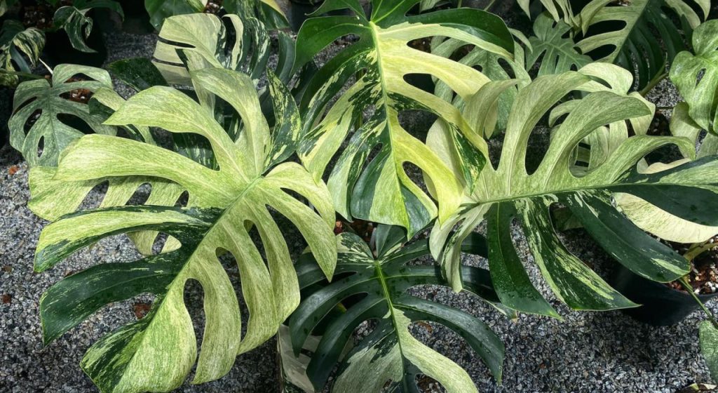 monstera mint variegated