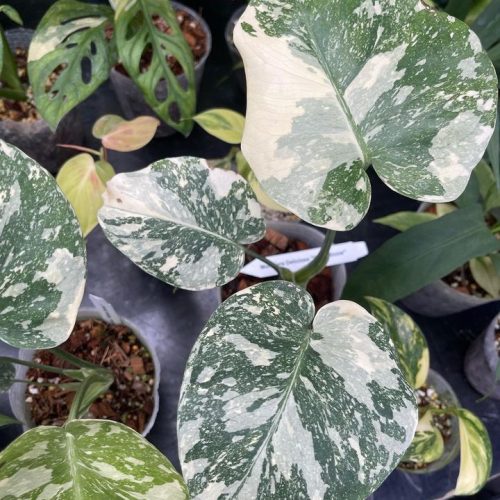 Grow Monstera Thai Constellation Tissue Culture: A Complete Guide