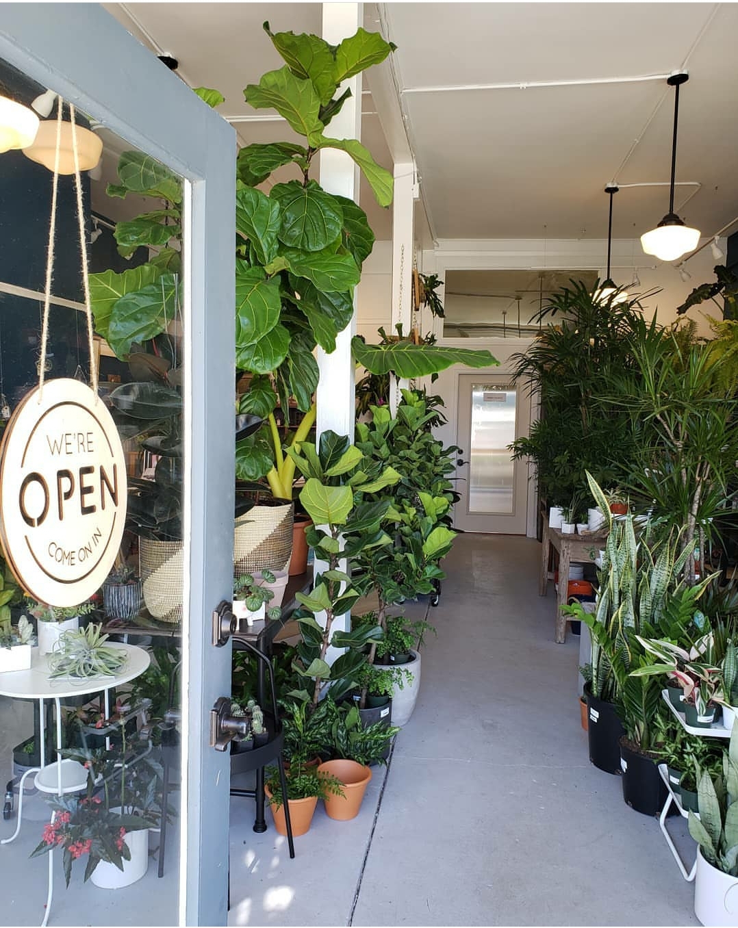 The House Plant Company Your One-Stop Shop for Online Houseplants