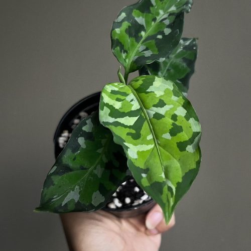 Aglaonema Pictum Tri Color for sale