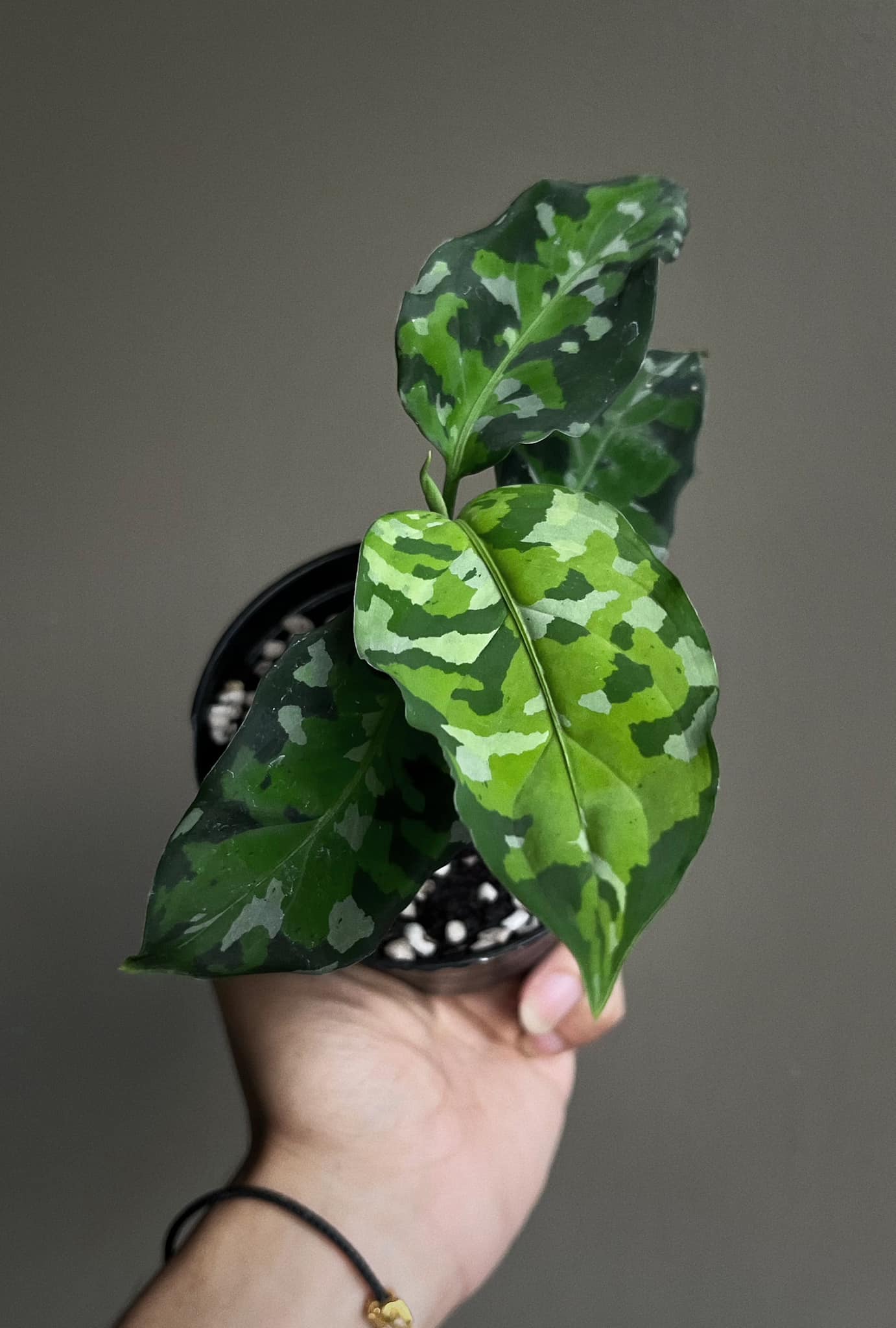 Aglaonema Pictum Tri Color for sale