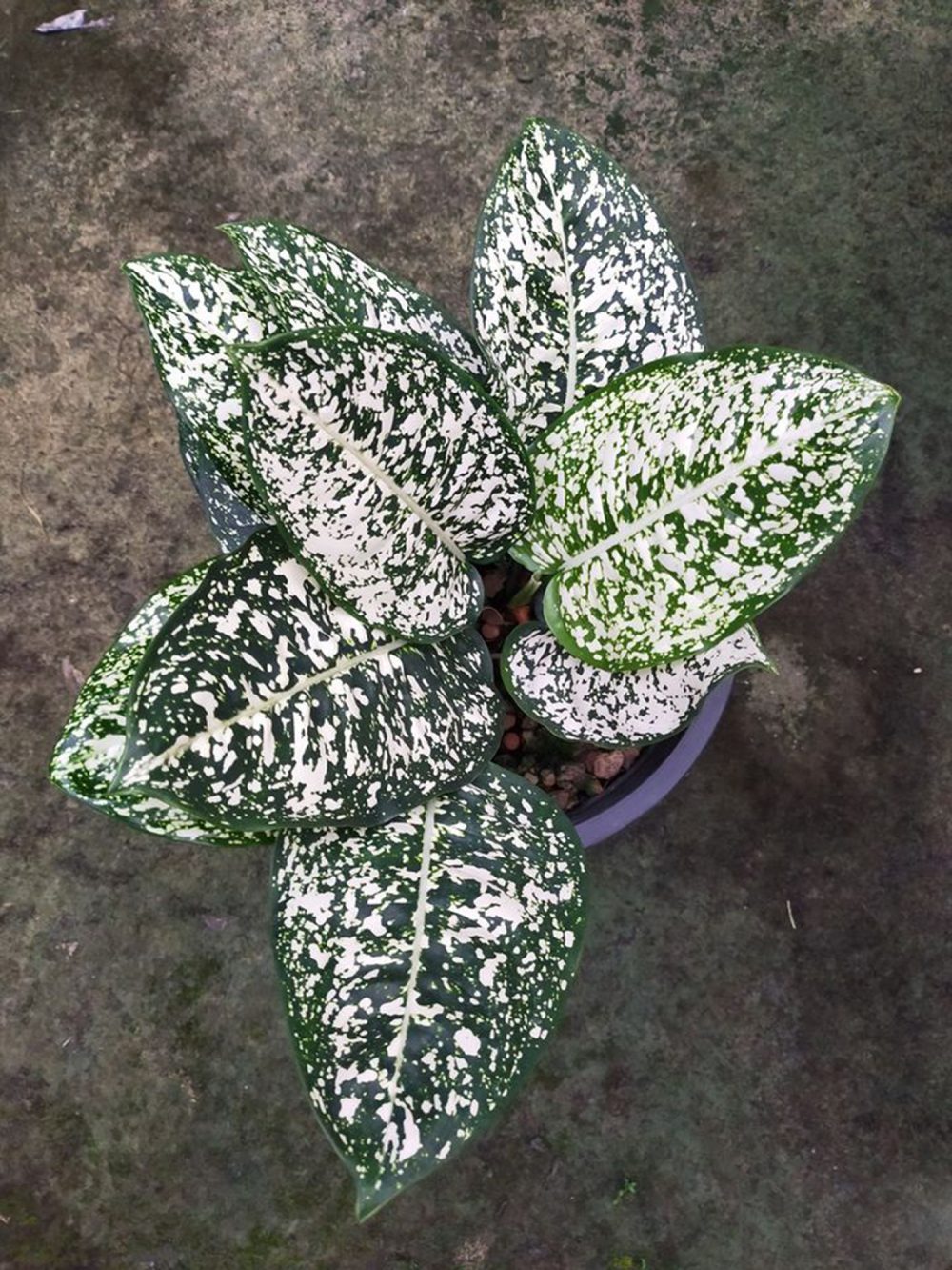 Aglaonema world of heritage