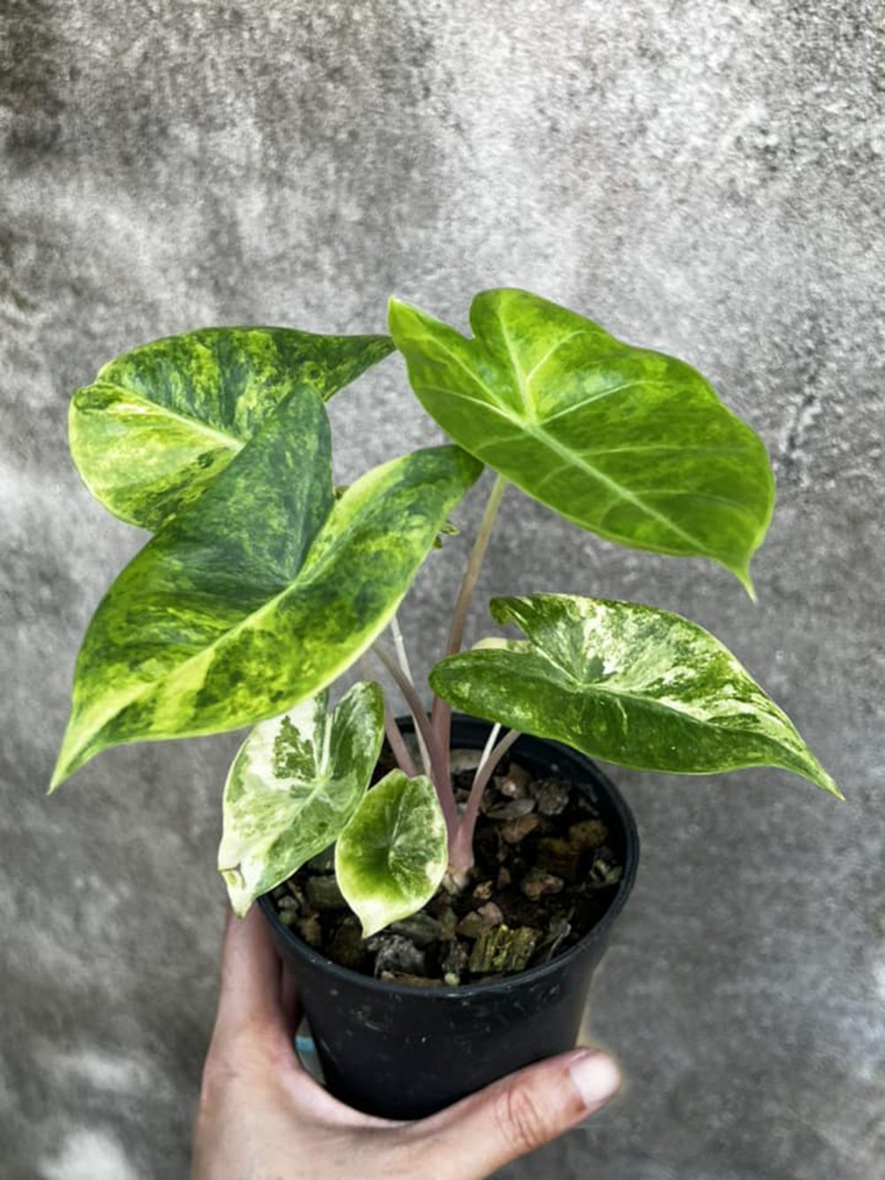 Alocasia Pink dragon aurea