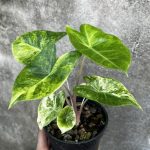 Alocasia Pink dragon aurea