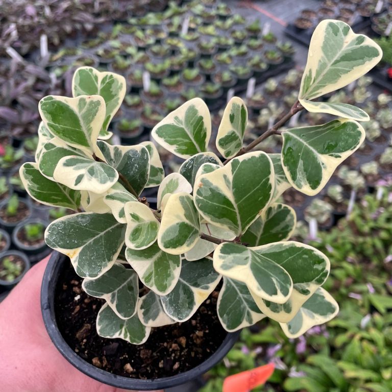 Ficus Triangularis variegated for sale