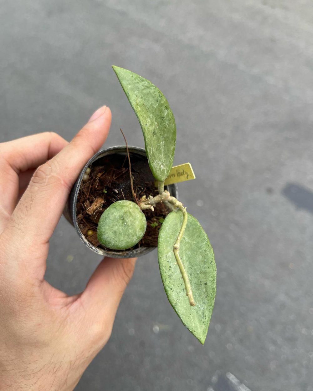 Buy Indoor Plants Online Thailand Rare Aroid Plants 2023