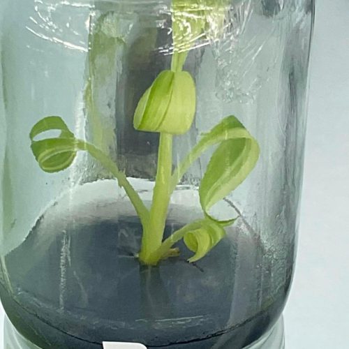 Musa ingens variegated Tissue Culture