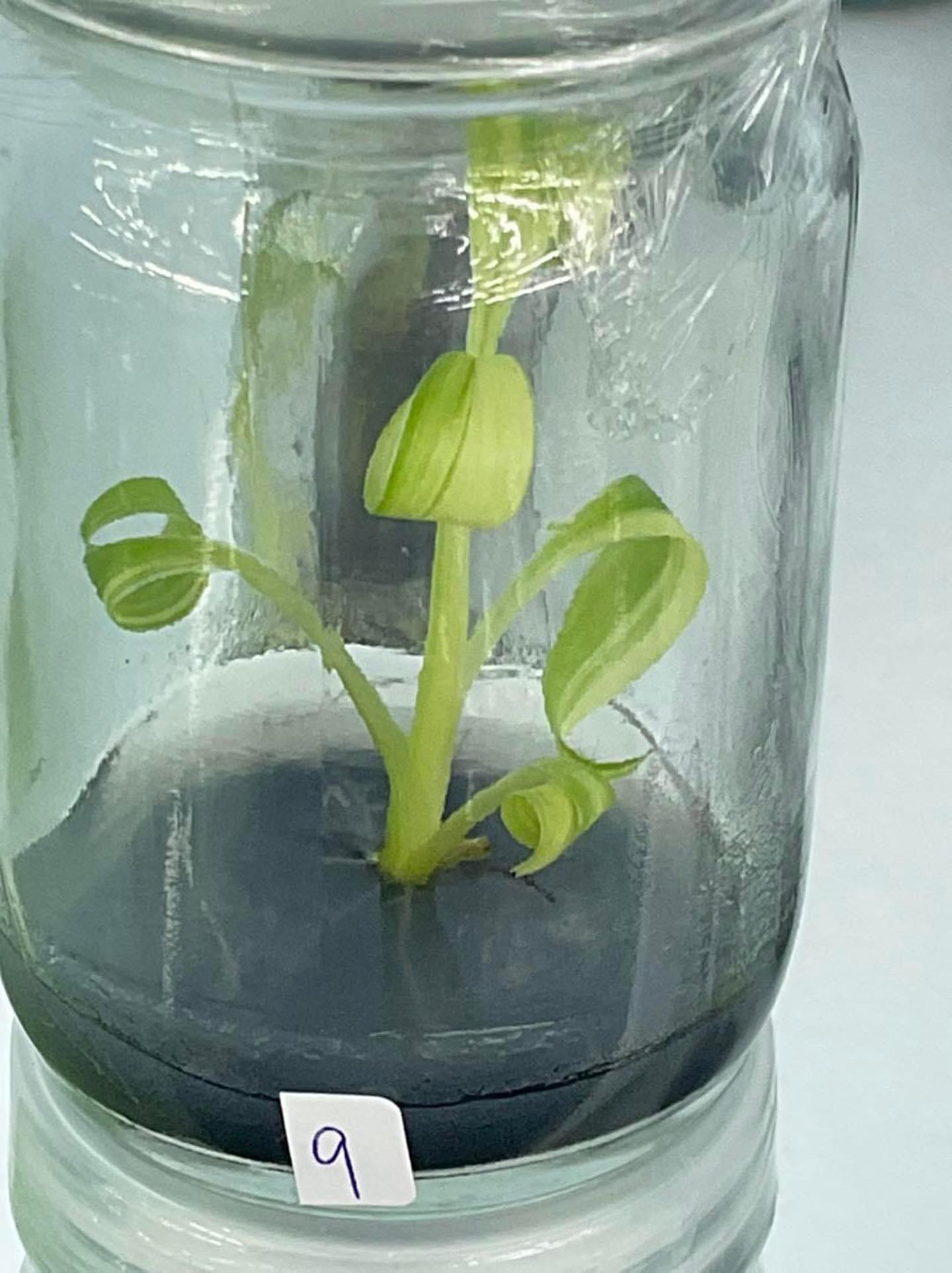 Musa ingens variegated Tissue Culture
