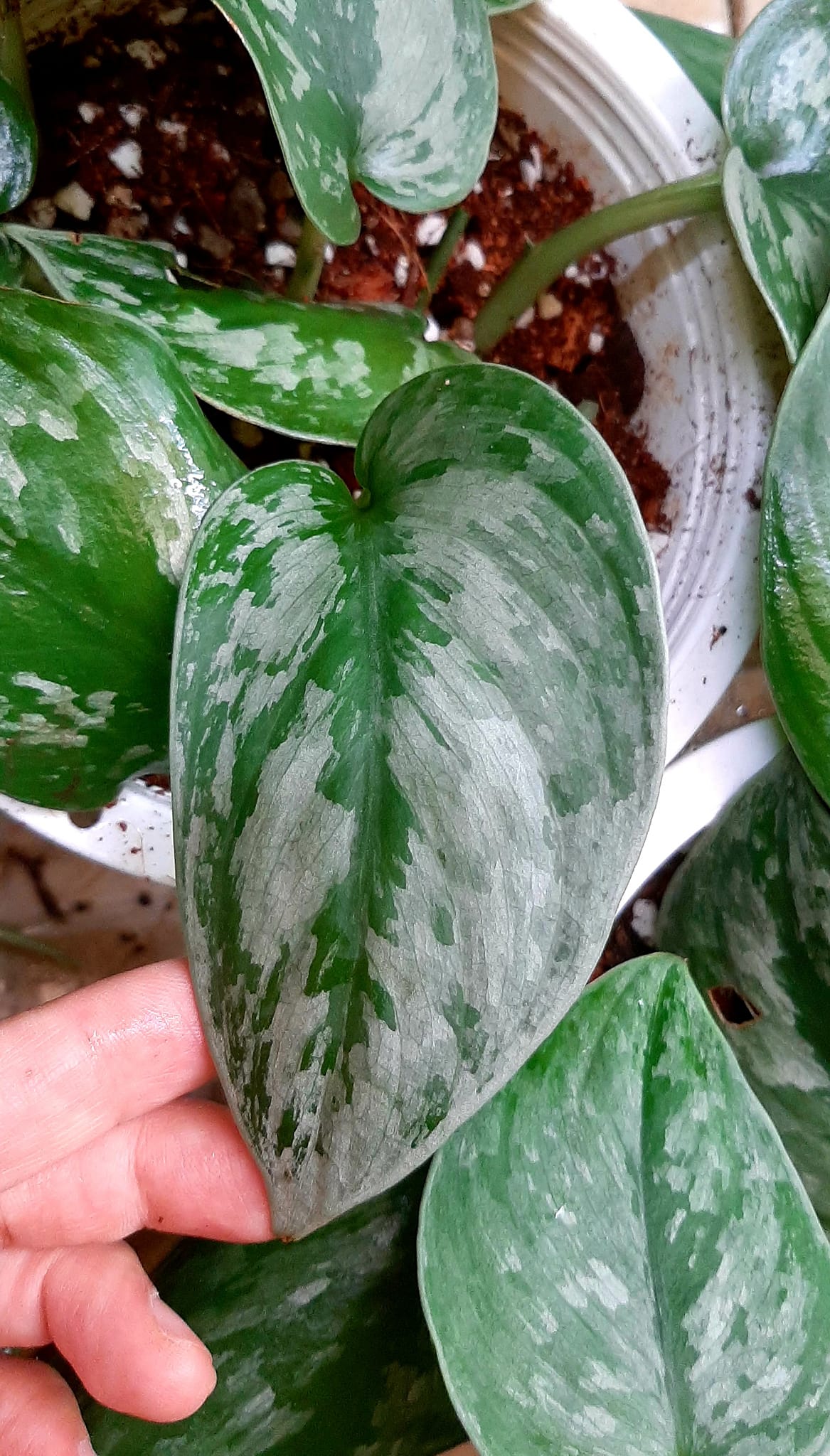 Scindapsus Plants for Sale | Satin Pothos & Rare Varieties | Greenboog