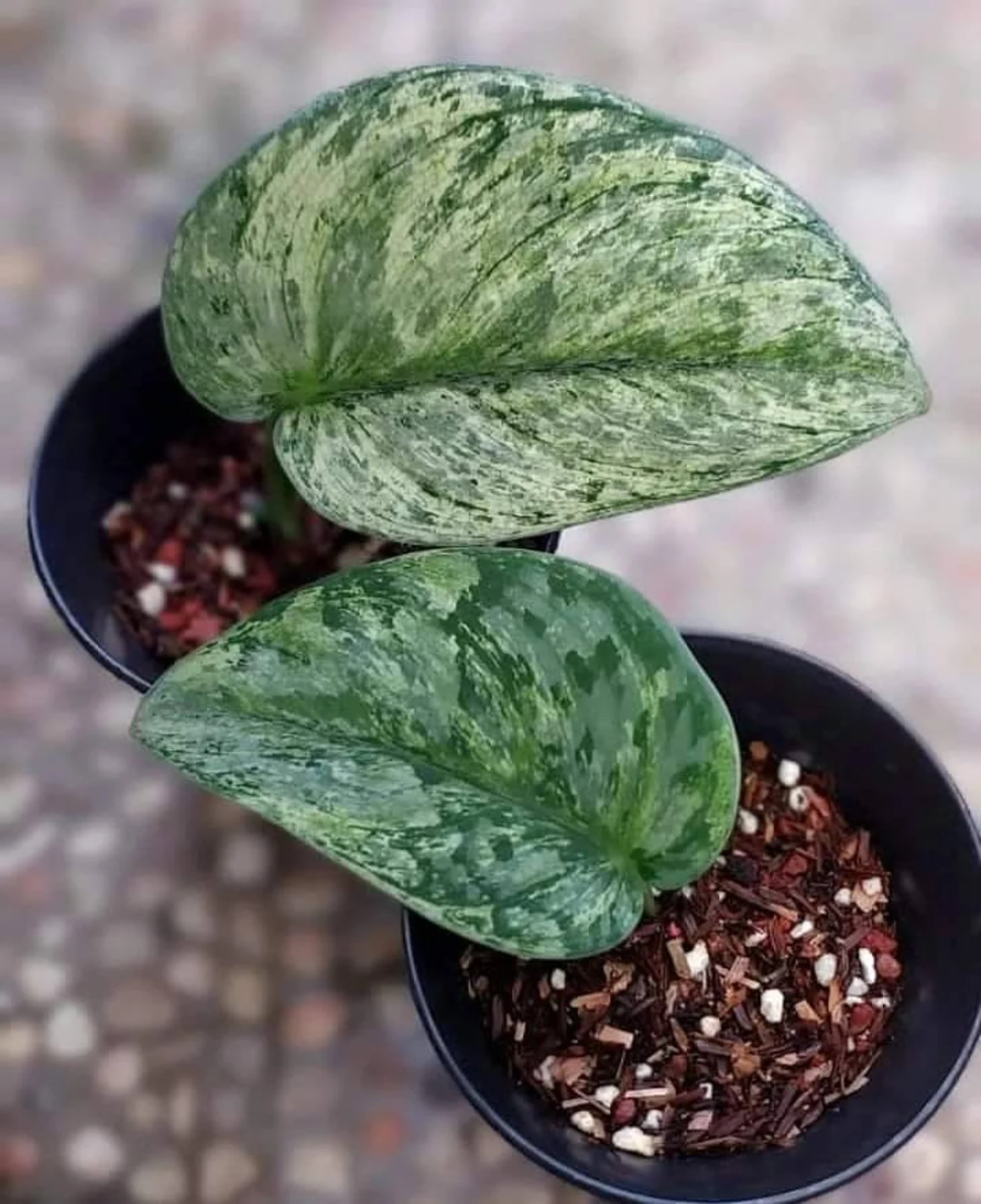 Scindapsus sp. Hologram