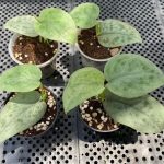 Scindapsus sp. Silver Tattoo