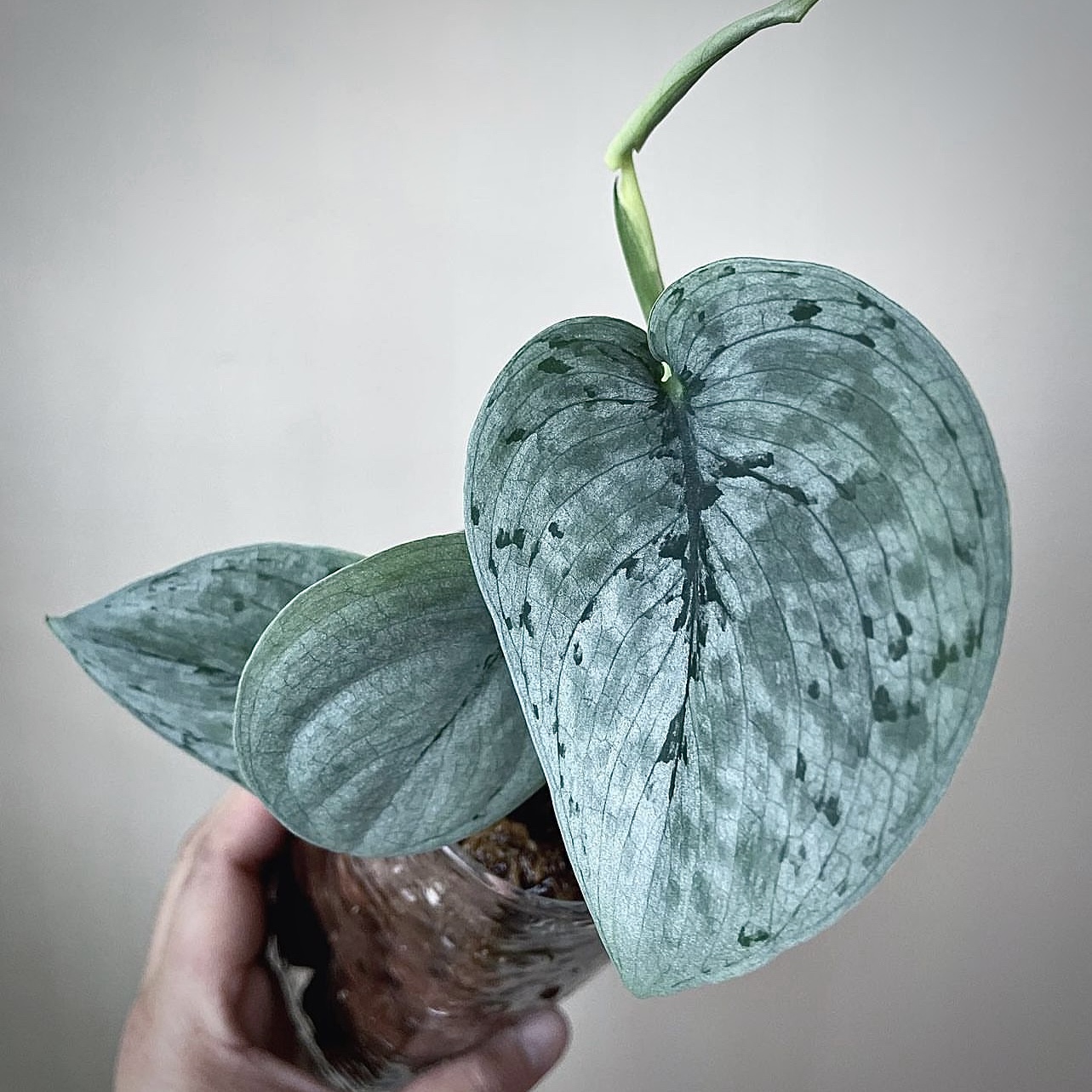 Scindapsus Plants for Sale | Satin Pothos & Rare Varieties | Greenboog