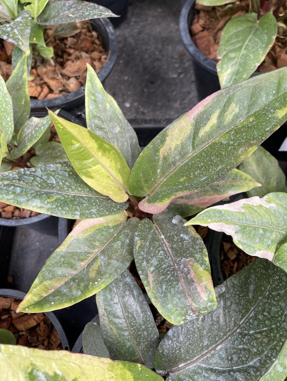 Anthurium Renaissance Pink Variegated