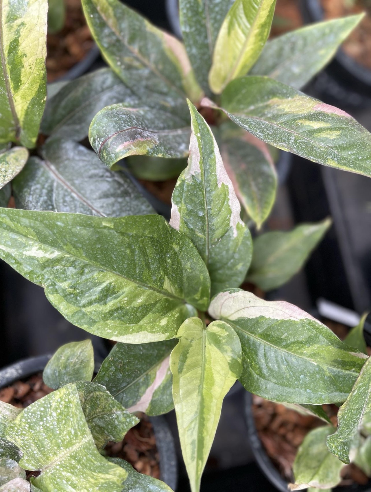 Anthurium Renaissance Pink Variegated