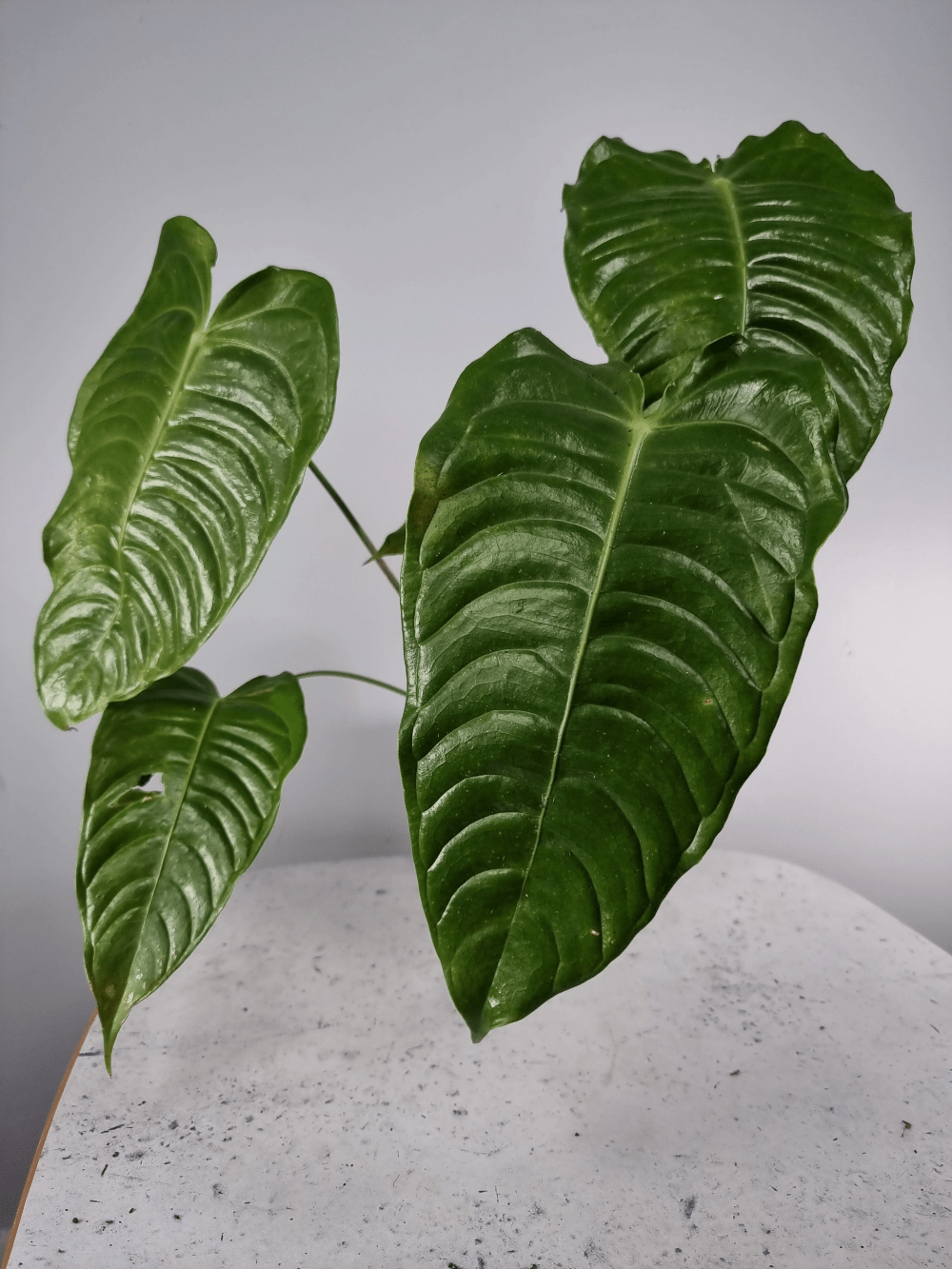 Anthurium Veitchii King wide form